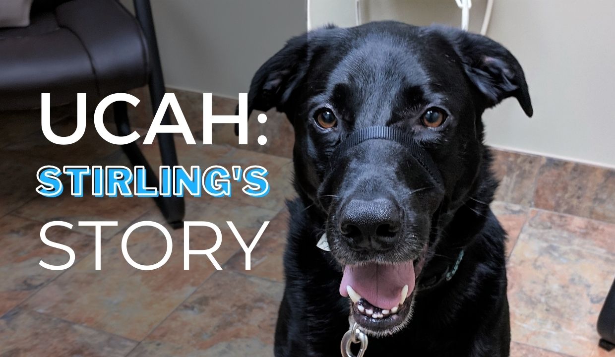 Stirling's Story: A Review of Dr. Jim Turpel and Upper Canada Animal  Hospital – Brent Jones, Sales Representative – REALTOR® – RE/MAX Niagara  Realty Ltd., Brokerage – Fort Erie, Ontario, Canada –